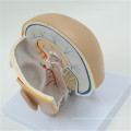 Neues Produkt Schädelmodell mit 8 Teilen Anatomisches Modell des Gehirns